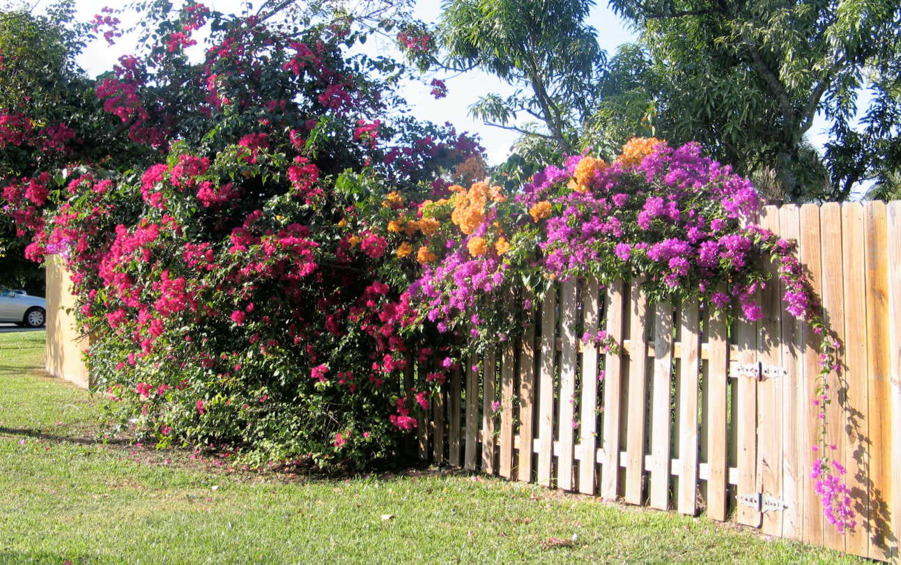 گل کاغذی مصری